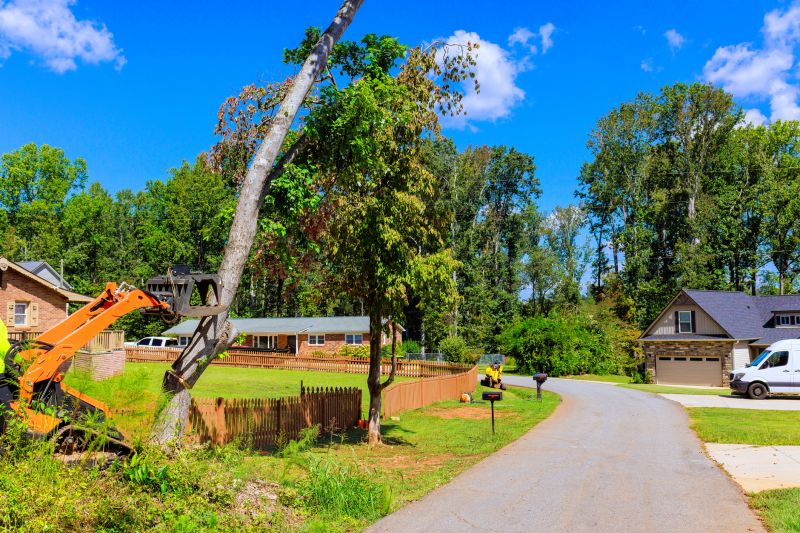 Dogwood Tree Removal