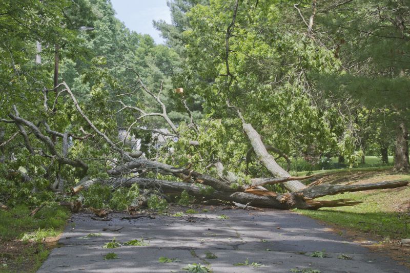 Fallen Tree Near Power Lines