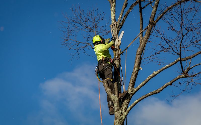 Winter Tree Removal