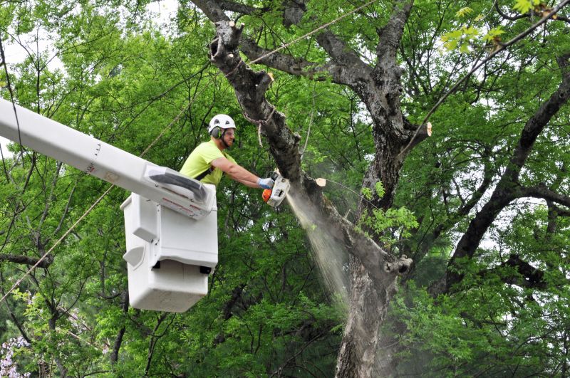 Spring Tree Removal Equipment