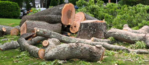 Large Tree Removal in Anderson