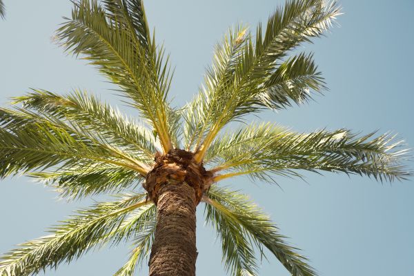 Palm Tree Removal in Anderson