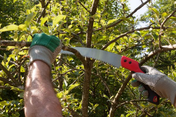 Small Tree Removal in Anderson