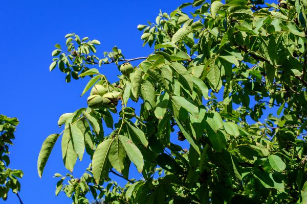 Walnut Tree Removal in Anderson