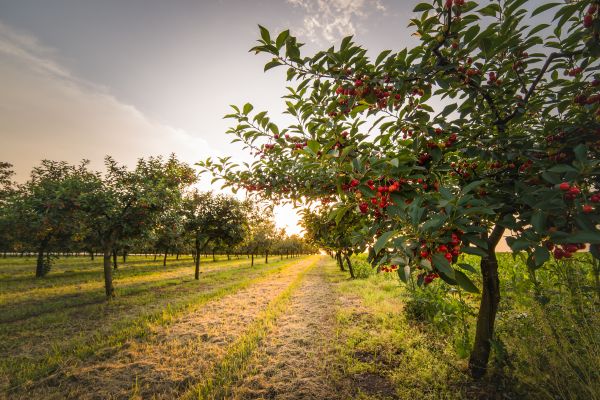 Cost of Cherry Tree Removal in Anderson