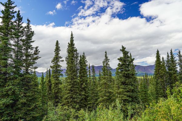 Cost of Spruce Tree Removal in Anderson