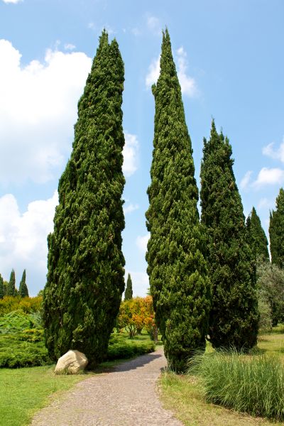 Cypress Tree Removal in Anderson