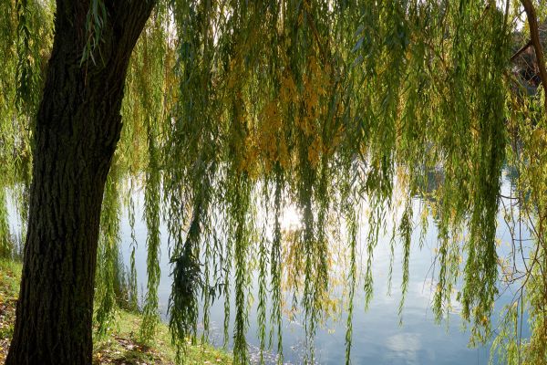 Willow Tree Removal in Anderson