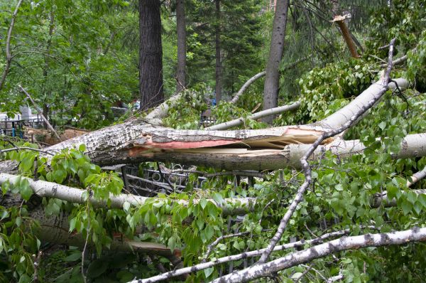 Cost of Birch Tree Removal in Anderson