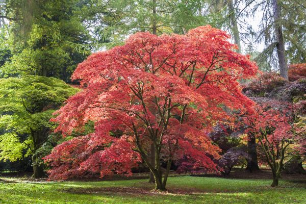 Maple Tree Removal in Anderson