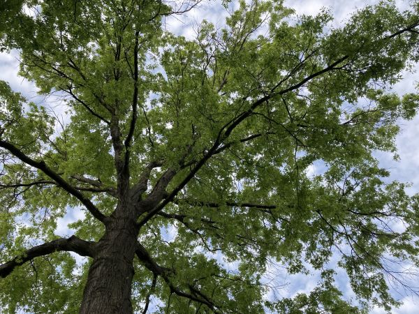 Oak Tree Removal in Anderson