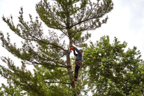 Pine Tree Removal in Anderson