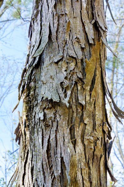Cost of Hickory Tree Removal in Anderson