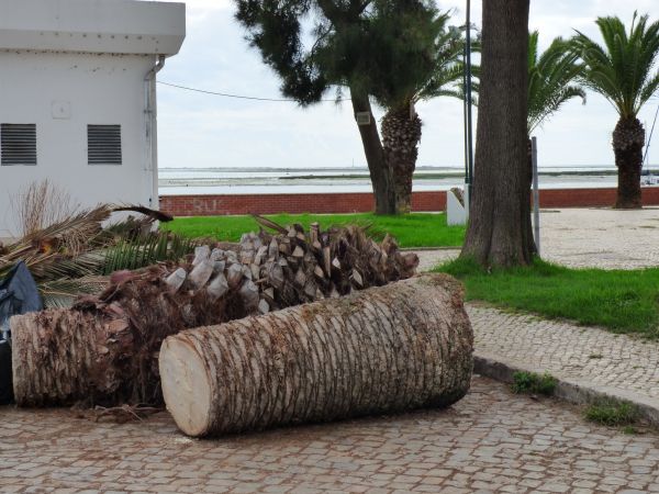Palm Trees Removal in Anderson