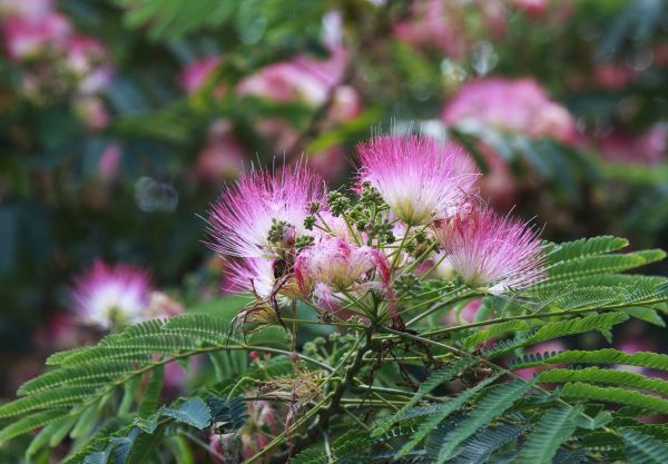 Cost of Mimosa Tree Removal in Anderson