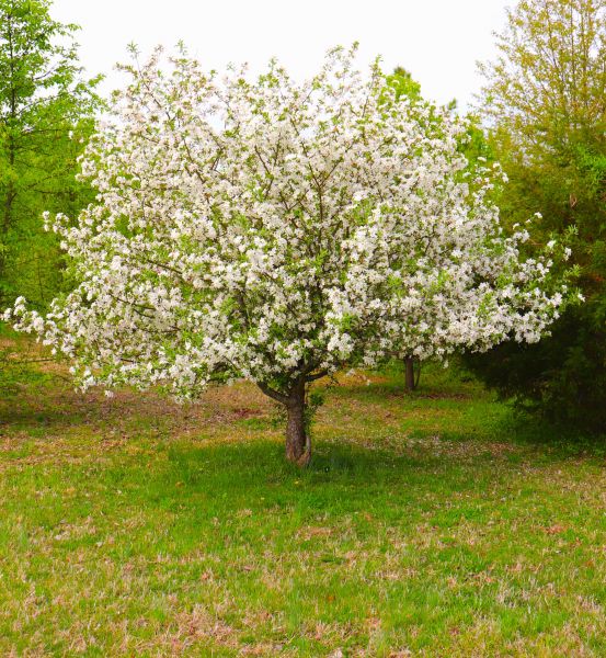 Cost of Dogwood Tree Removal in Anderson