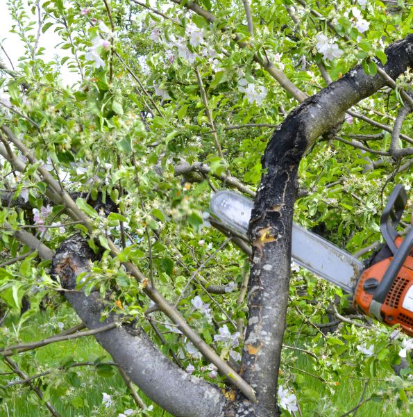 Cost of Apple Tree Removal in Anderson