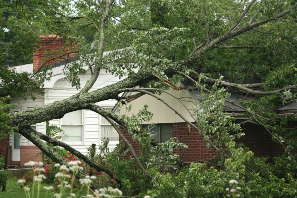 Emergency Tree Removal in Anderson