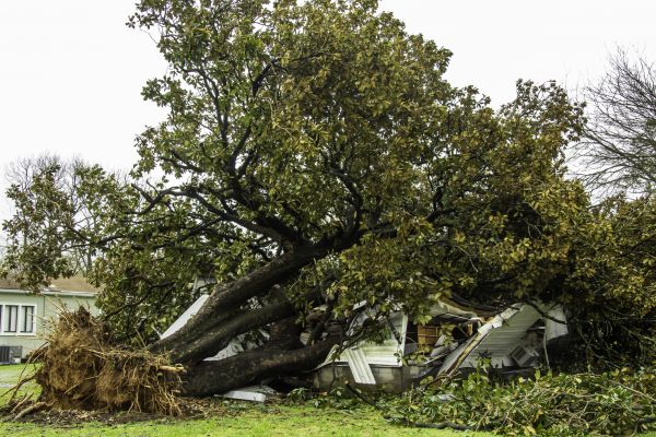 Fallen Tree Removal in Anderson