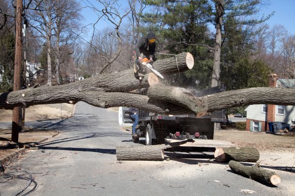 Residential Tree Removal in Anderson