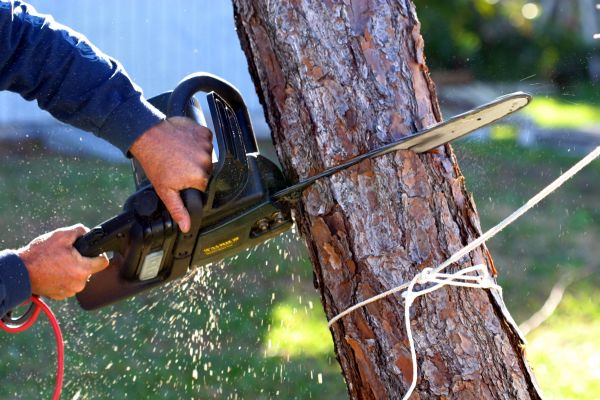 Dead Tree Removal in Anderson